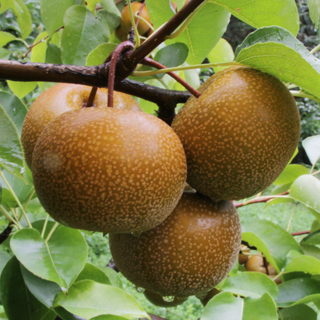 전남 광양 백운선 황금 산돌배 10kg, 참 산돌배 10kg 옵션선택