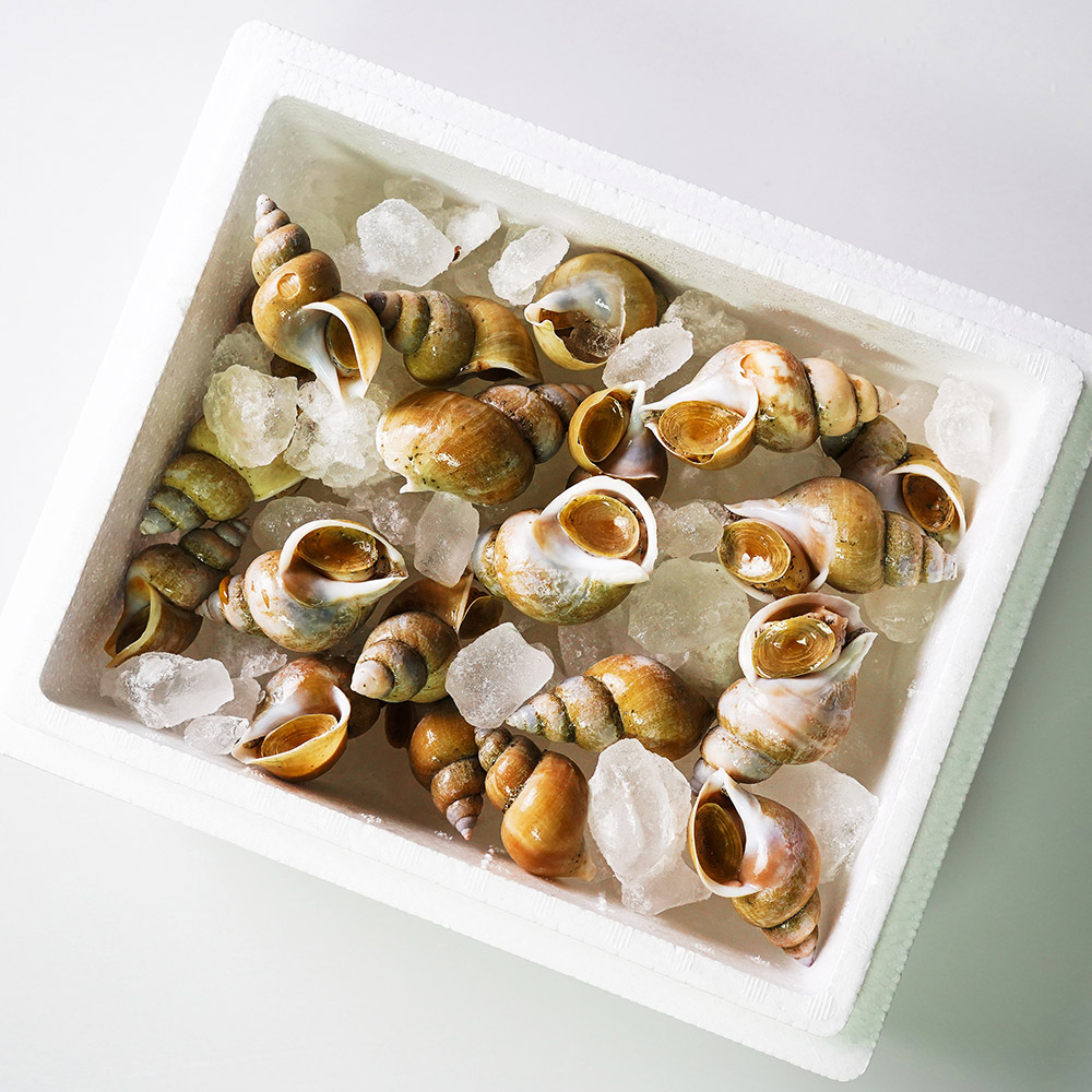 [산지직송] 구룡포 백고동 백 골뱅이 생물 소 중 대 1kg 당일조업 산지직송