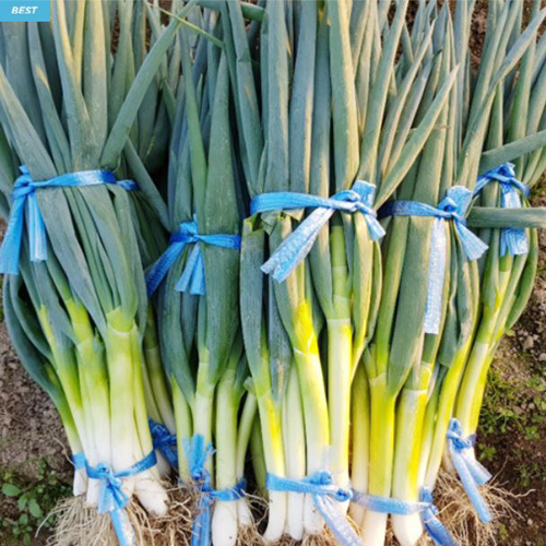 [깐대파] 직접 재배/당일 수확/깐대파 1kg 대표이미지 섬네일