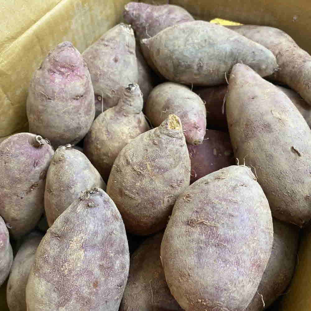 해남 꿀 밤 고구마 베니하루카 2kg-5kg