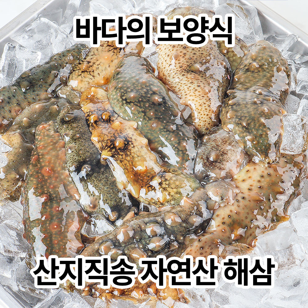 통영 산지직송 자연산 활 해삼 800g 해삼회 해삼 - 오아시스마켓::세상에 없는 가격