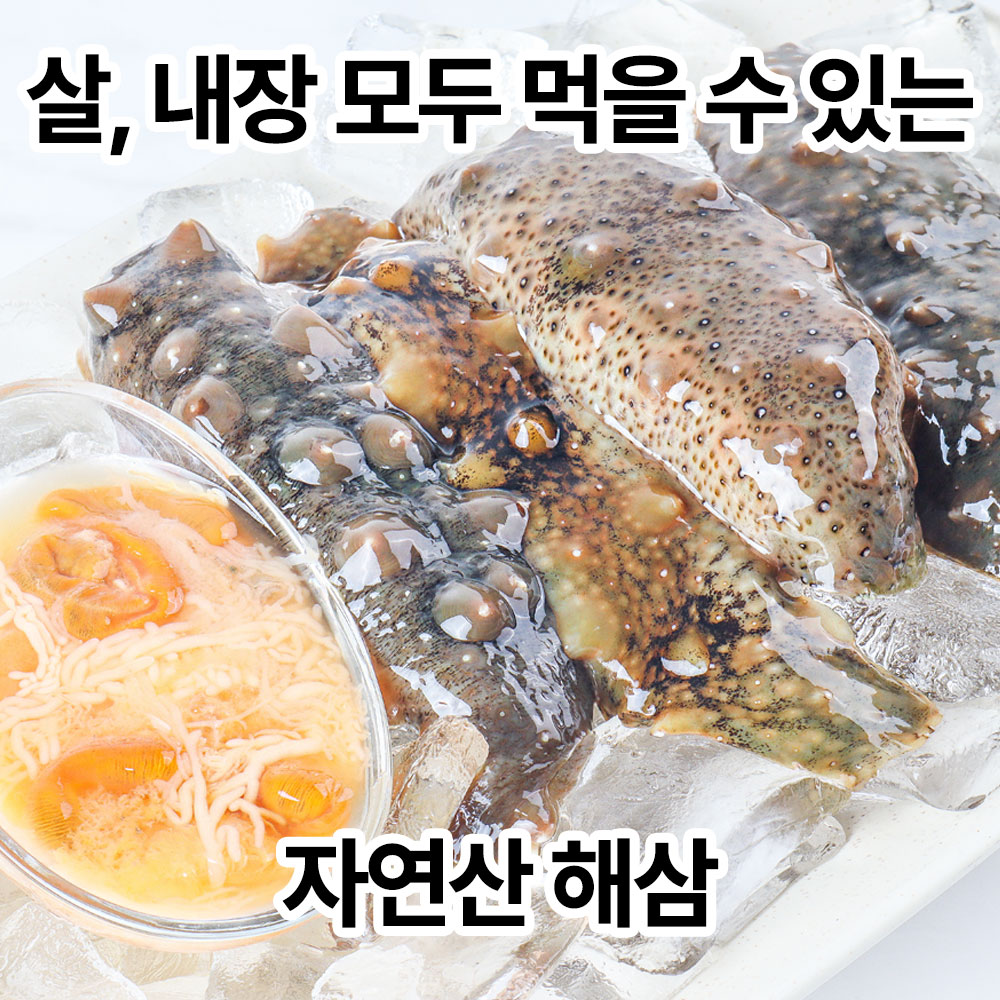 통영 산지직송 자연산 활 해삼 800g 해삼회 해삼 - 오아시스마켓::세상에 없는 가격