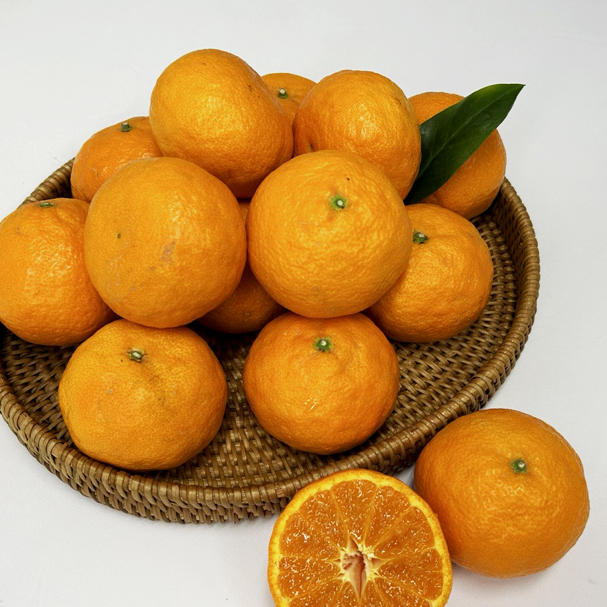 제주 봄귤 서귀포 카라향 대표이미지 섬네일