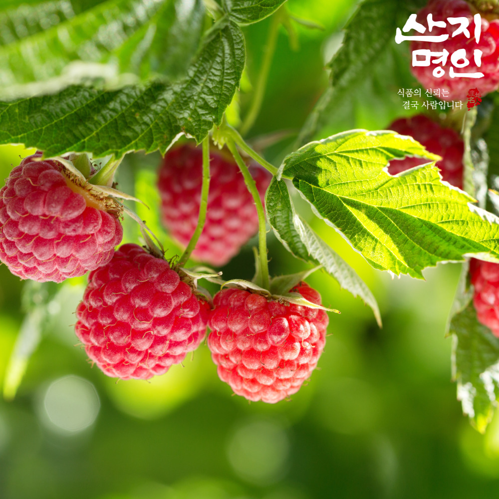 [산지명인] 산딸기 특품 250g 제철 생과