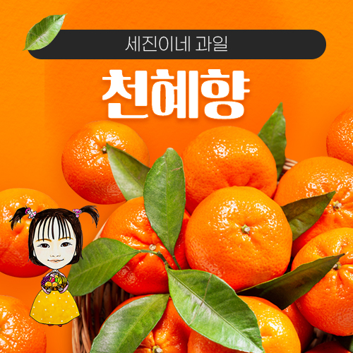 [착한가격]세진이네 과일 맛있는 프리미엄 황금향 3kg,5kg 벌크,10kg 벌크