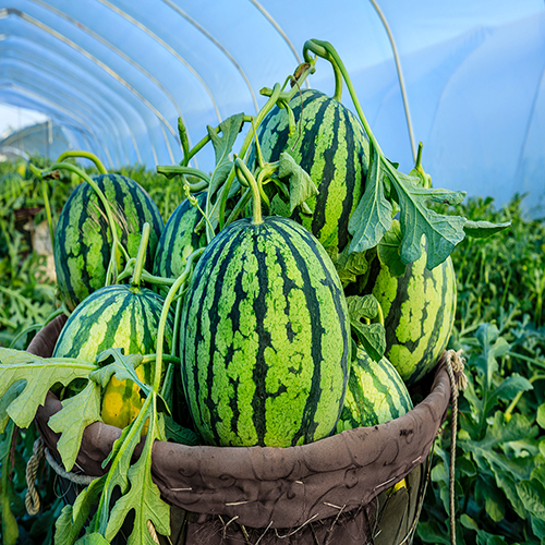착한가격]세진이네 과일 사계절 ★정품★수박(Watermelon) / 부드러운 멜론