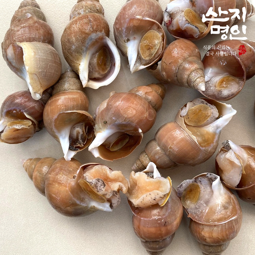 [산지명인] 자연산 백골뱅이 1kg 동해안 초신선 산지직송