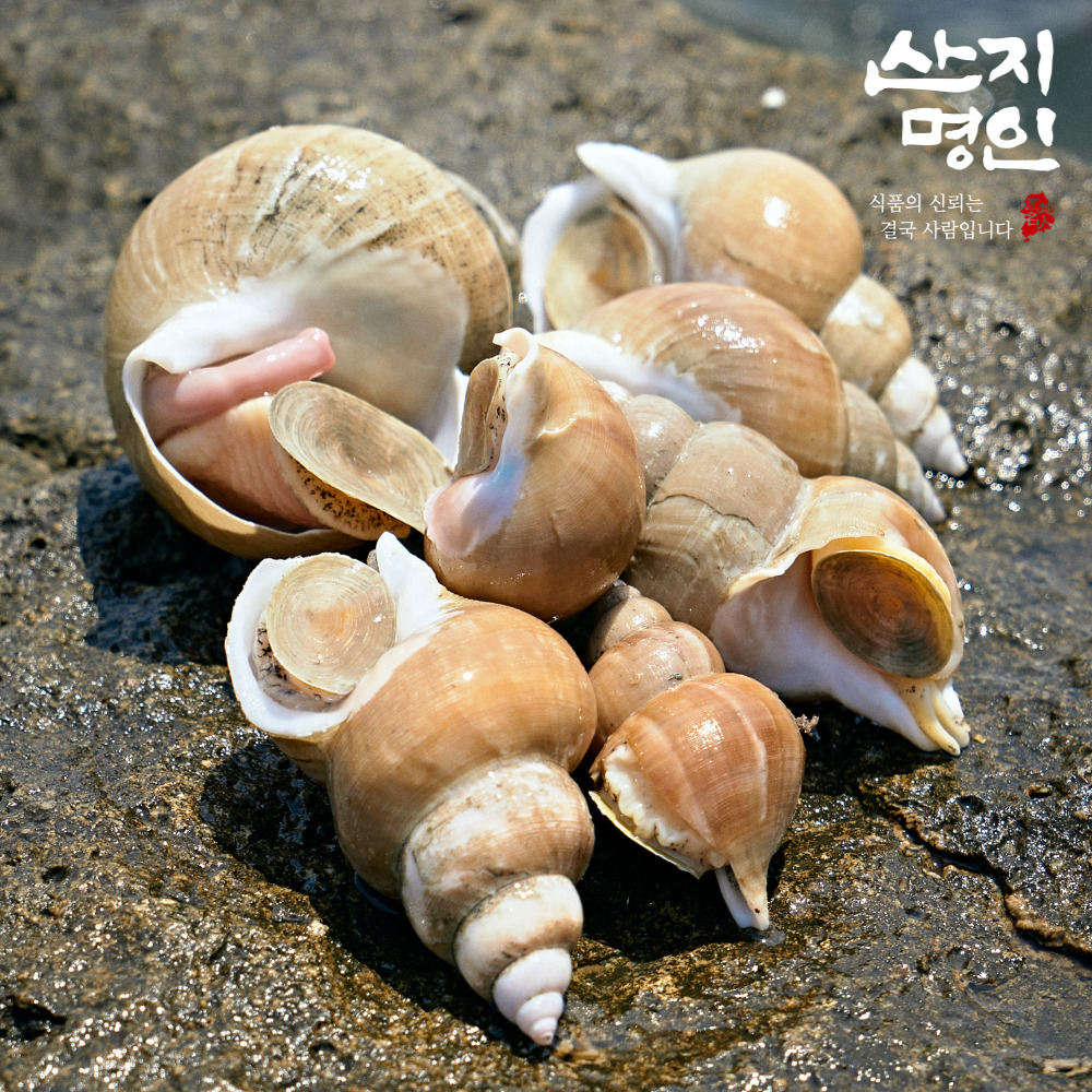 [산지명인] 자연산 백골뱅이 1kg 동해안 초신선 산지직송