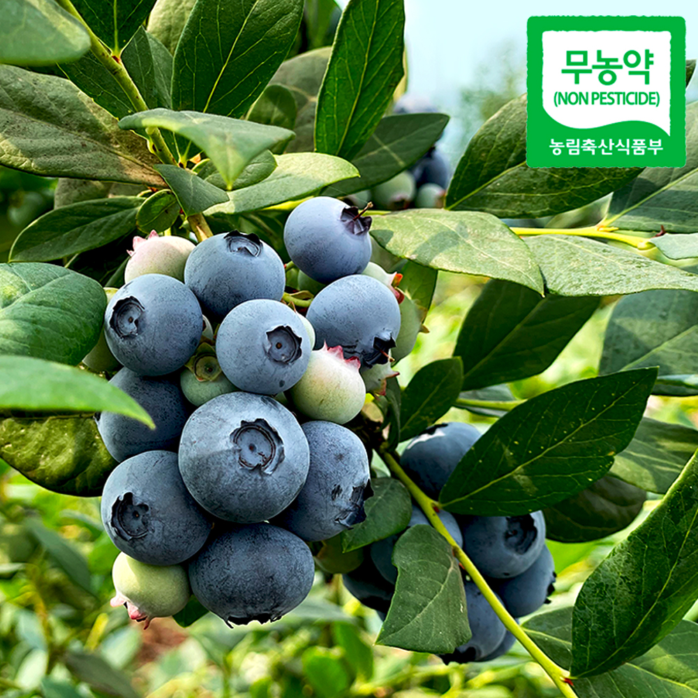 제주 무농약 생 블루베리 블루베리 생과