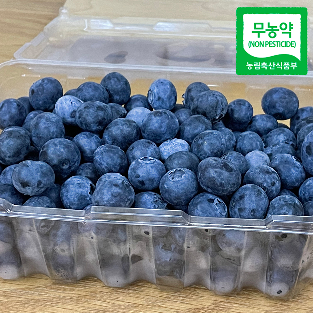 제주 무농약 생 블루베리 블루베리 생과