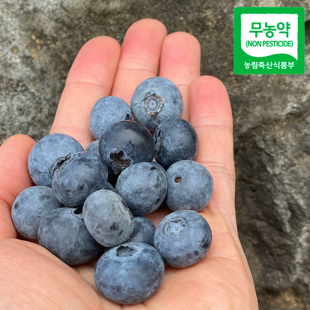 제주 무농약 생 블루베리 블루베리 생과