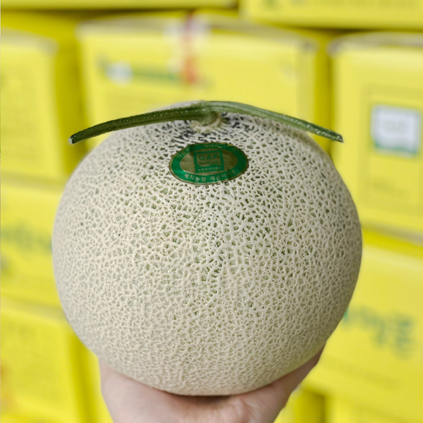 나주 고당도 세지 멜론 노란박스 특품 (3수 5kg)