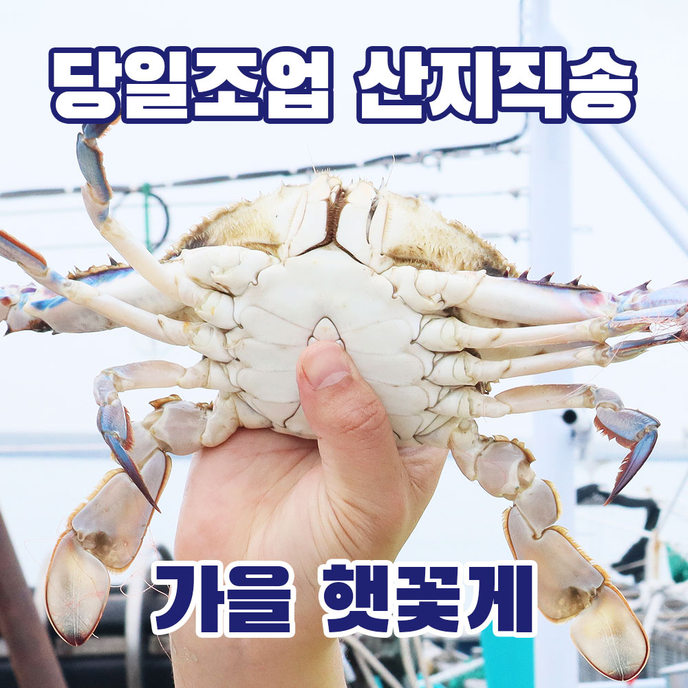 산지직송 서해안 가을 제철 생물 햇꽃게 1kg 빙장포장
