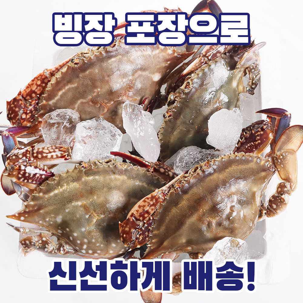 산지직송 서해안 가을 제철 생물 햇꽃게 1kg 빙장포장