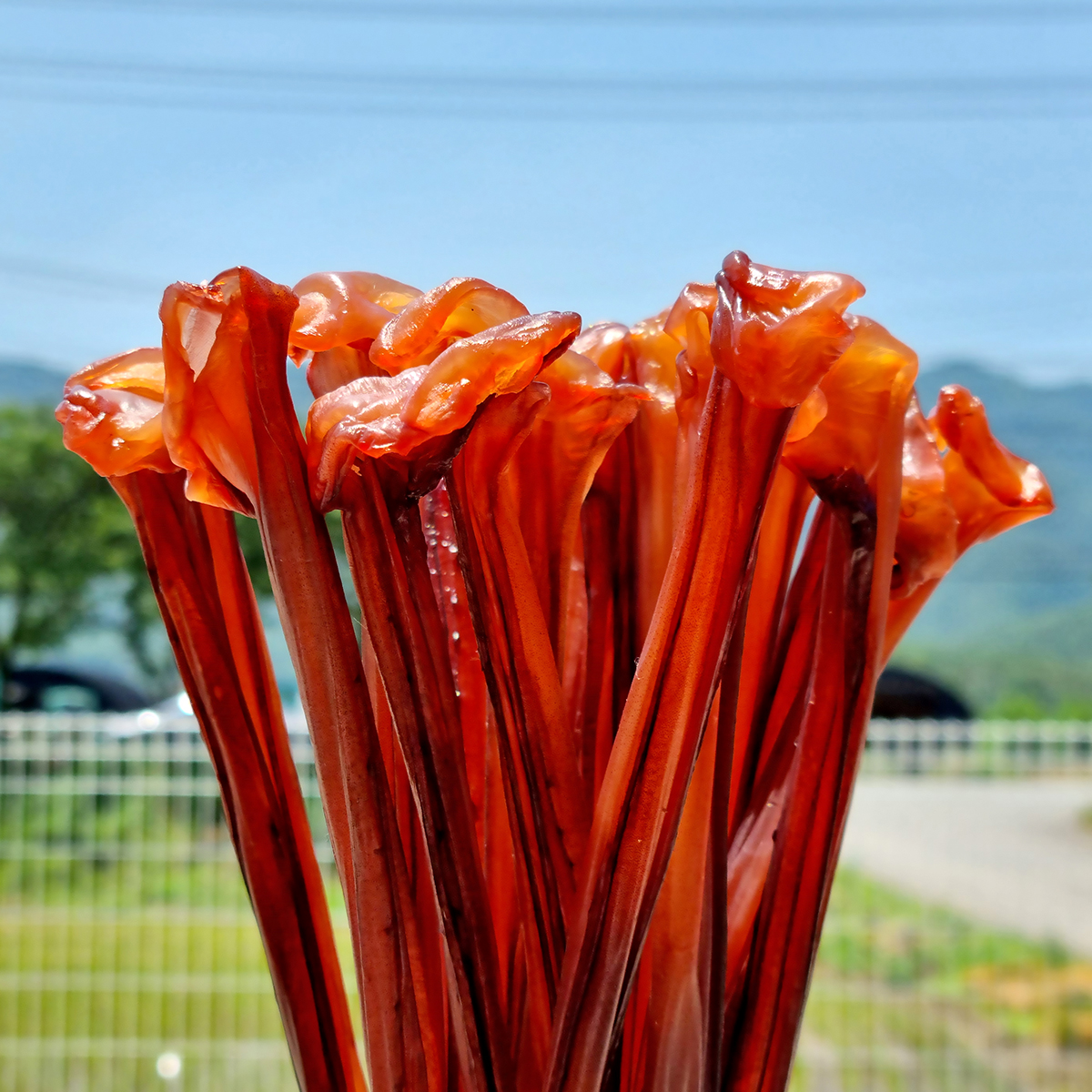 오징어 장족 (말랑장족 오리지날) 350g 