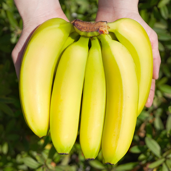 고당도 바나나 1다발 / 2다발