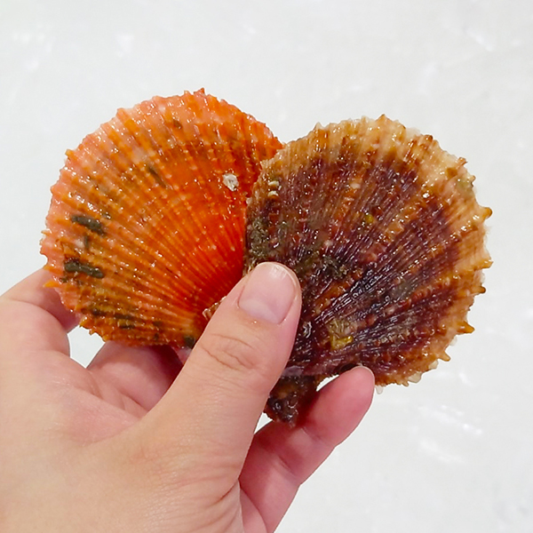 [산지직송] 통영 제철 비단가리비