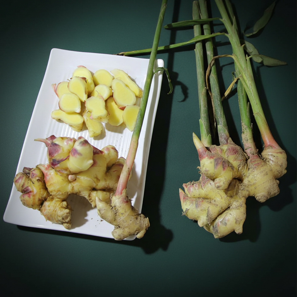 싱싱한 안동 흙 생강 (3kg/5kg/10kg) 옵션선택