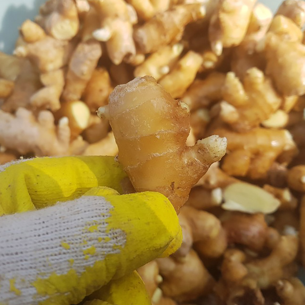 싱싱한 안동 흙 생강 (3kg/5kg/10kg) 옵션선택