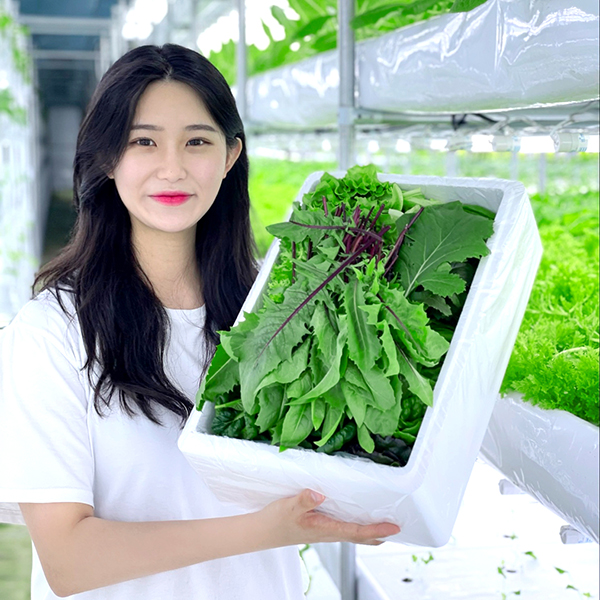 [맑은채소] 무농약 모듬 쌈채소 유럽 샐러드 야채