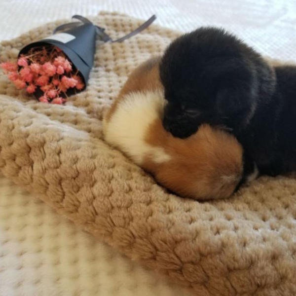 겨울 극세사 미니 무릎 무릅 담요 블랭킷 학생 비행기 캠핑