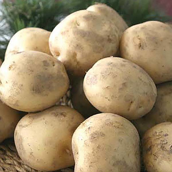 익산 수미감자 중대 특 왕특 2kg 3kg 5kg 10kg