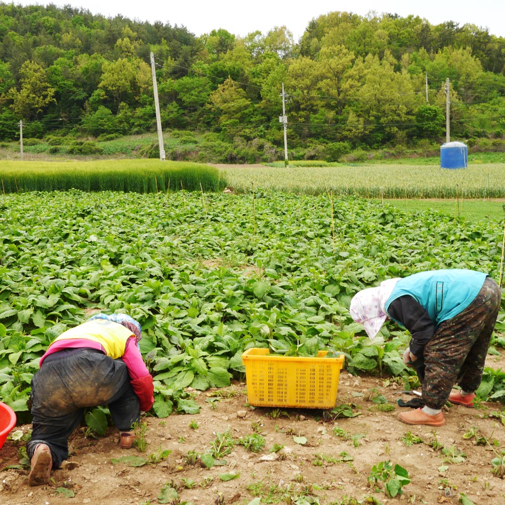 국내산 건 곤드레 나물 200g