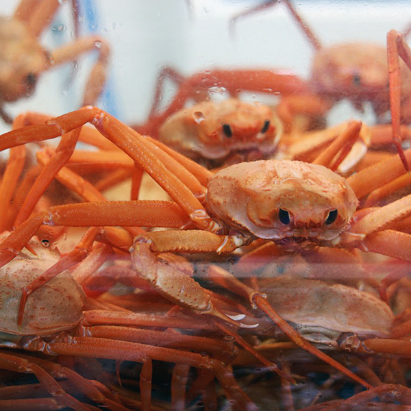 [A급] 구룡포 연지 자숙홍게 3kg(11미내외)_다리/몸통수율 70~80% 외 1종