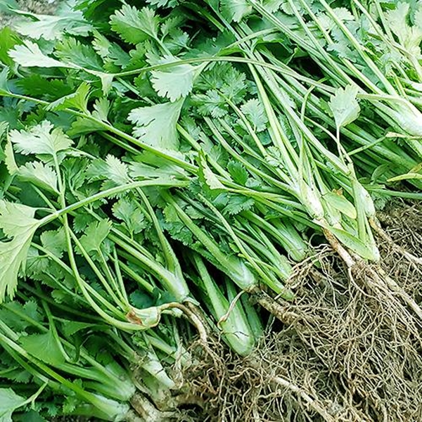 [농장직송] 당일 수확! 뿌리 비세척 고수 300g