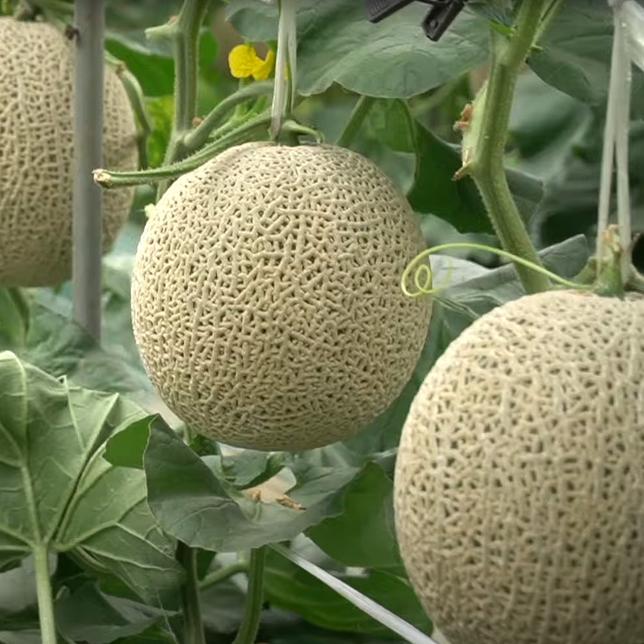 산지직송 제철과일 국내산 메론 특품 3~5kg