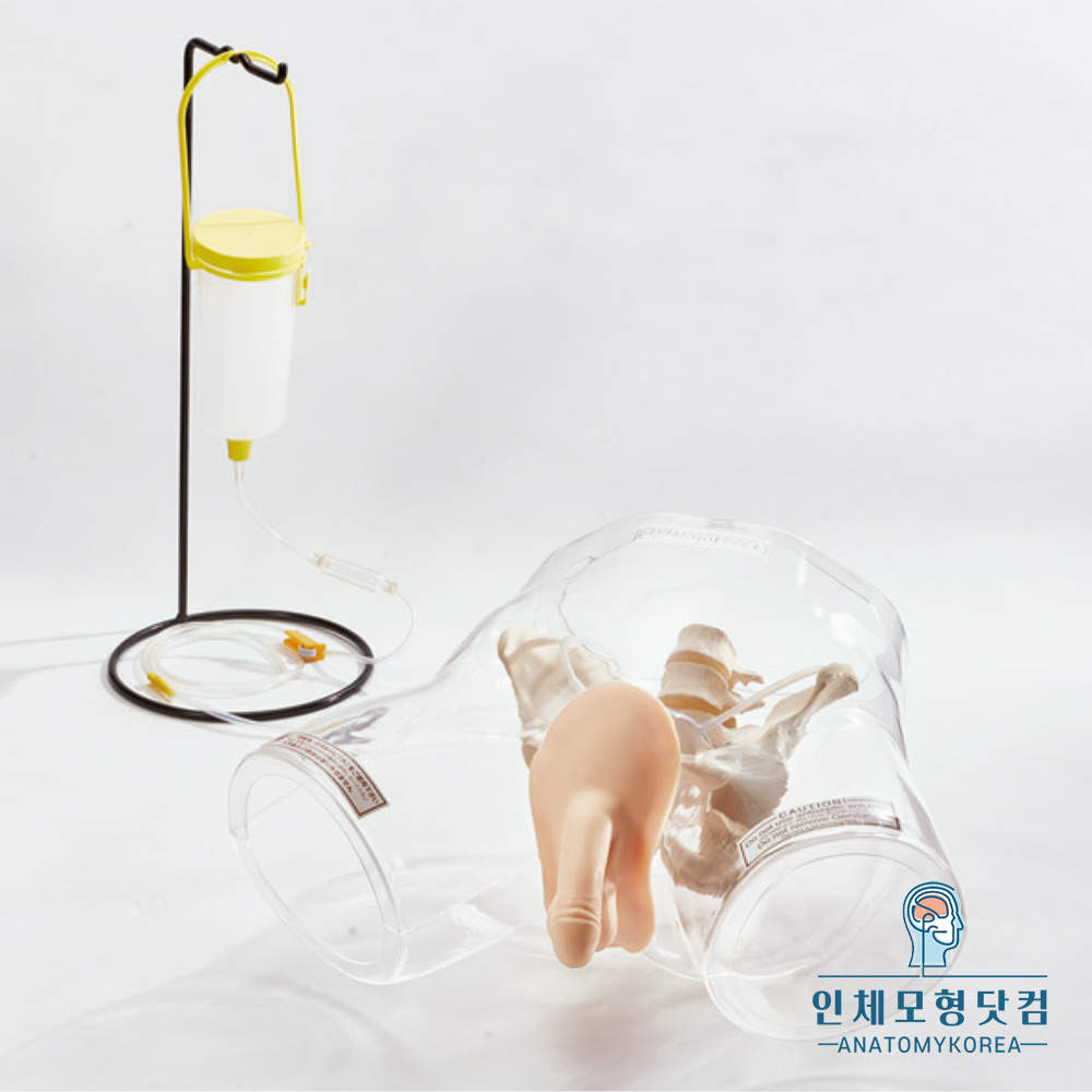 인체모형닷컴 도뇨카테터 실습모형 408E 투명형 남성