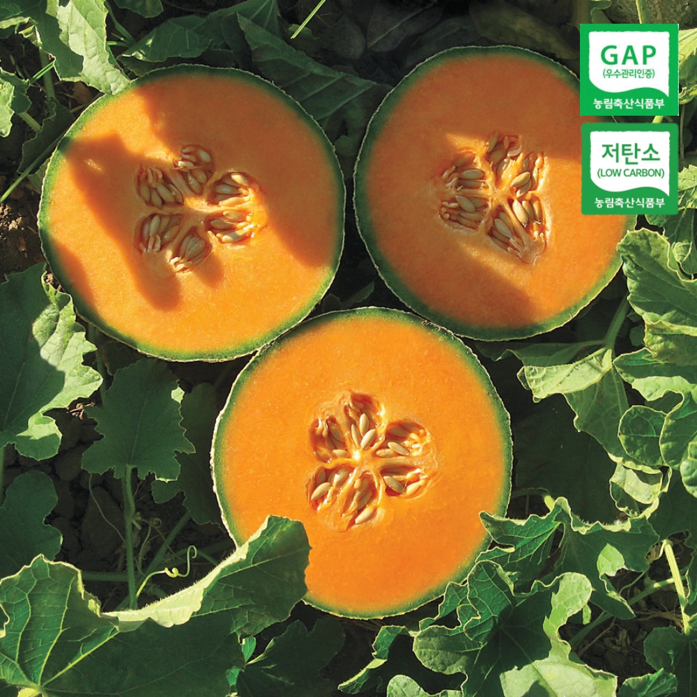 [당도선별]GAP,저탄소 인증 칸탈로프 멜론 칸탈루프 메론 특품