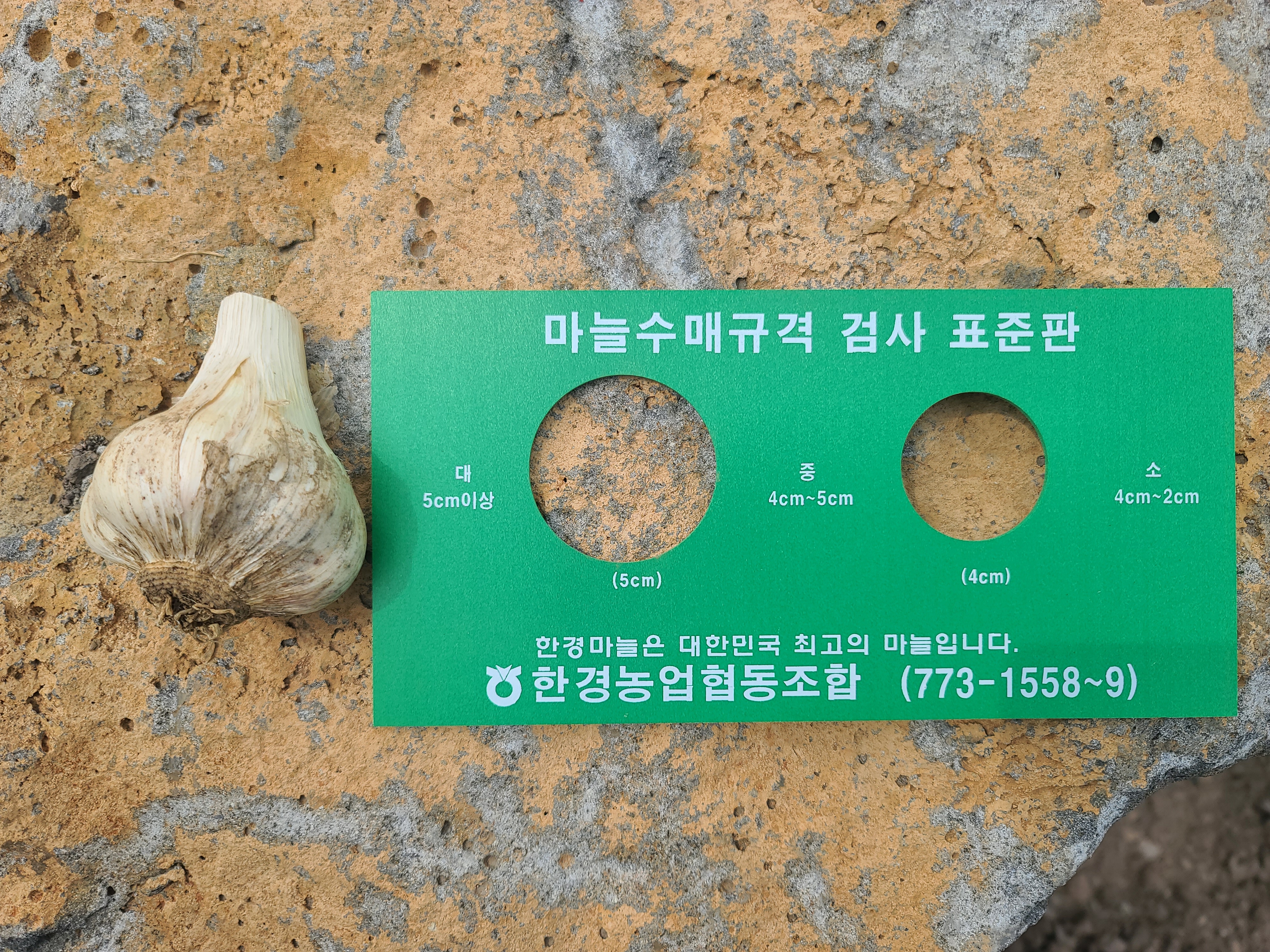 [제주직송] 산지직송 알차고 알싸한 화산토 제주 마늘