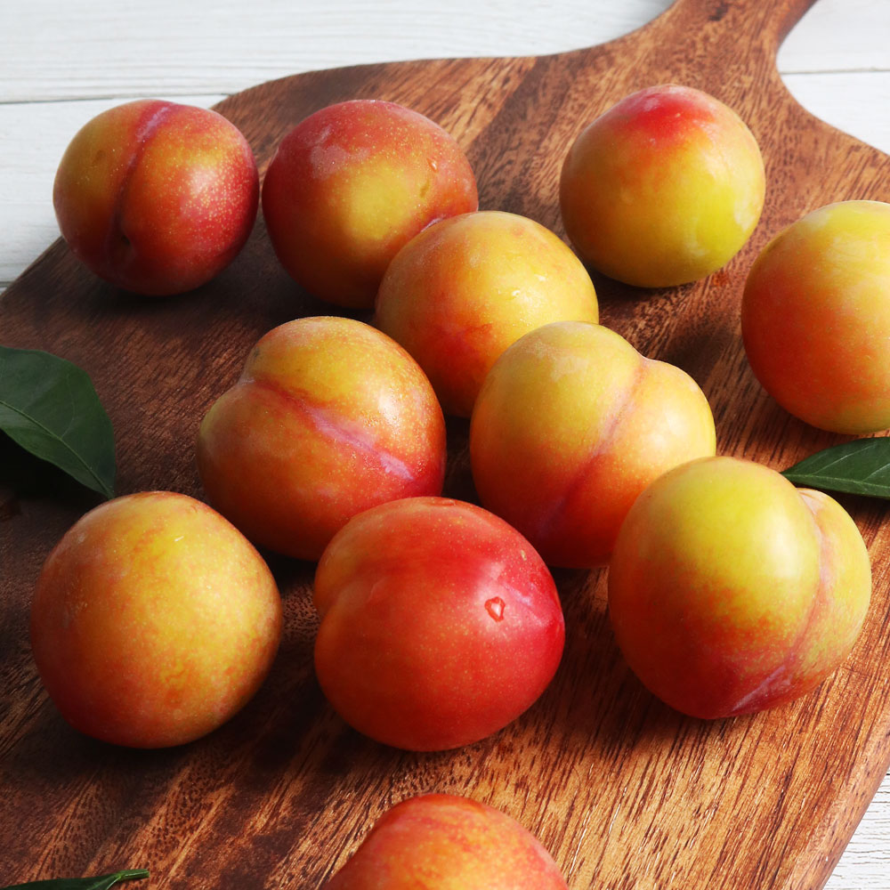 경북 햇 자두 1kg 1.5kg 산지직송 대석 후무사 도담 추희
