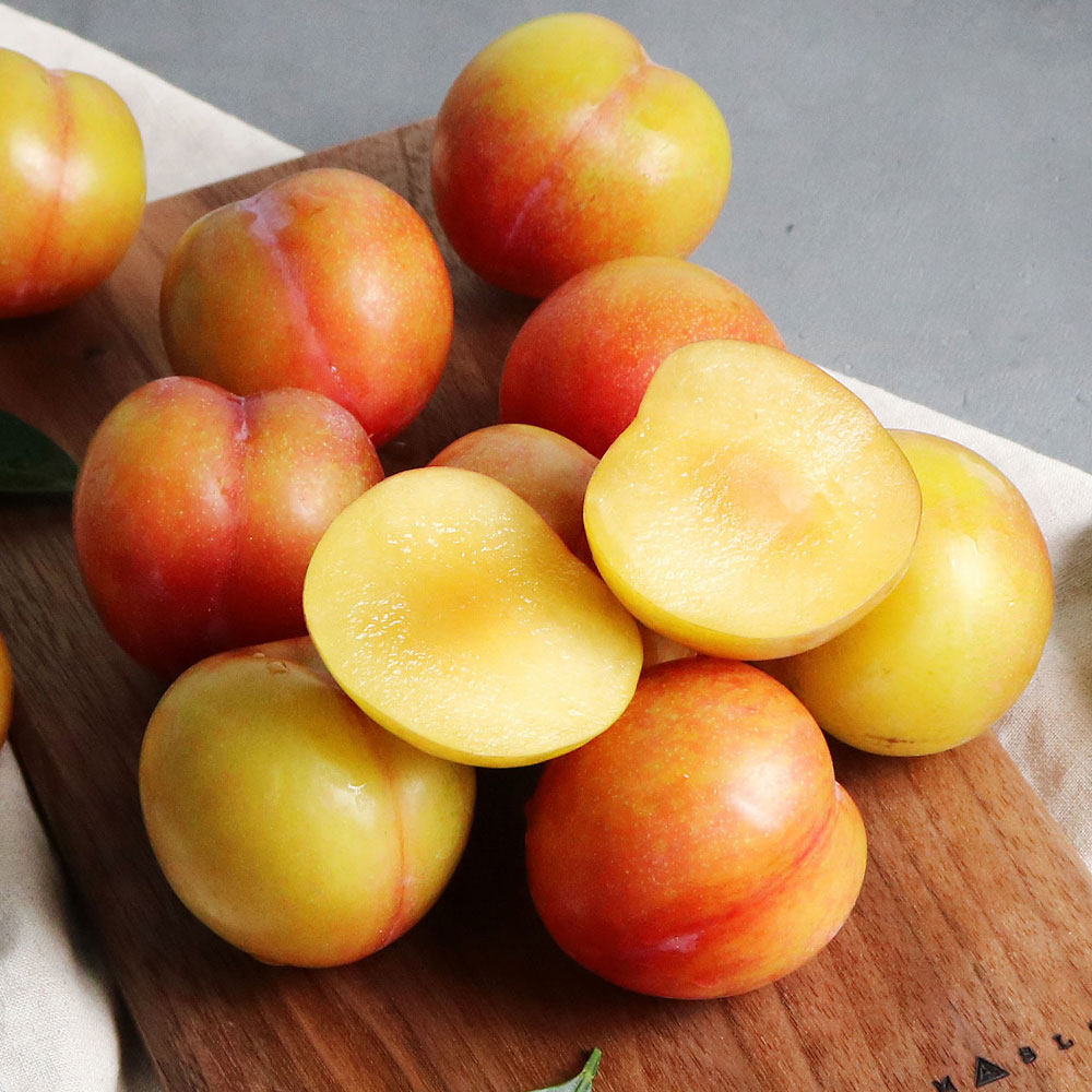 경북 햇 자두 1kg 1.5kg 산지직송 대석 후무사 도담 추희 대표이미지 섬네일