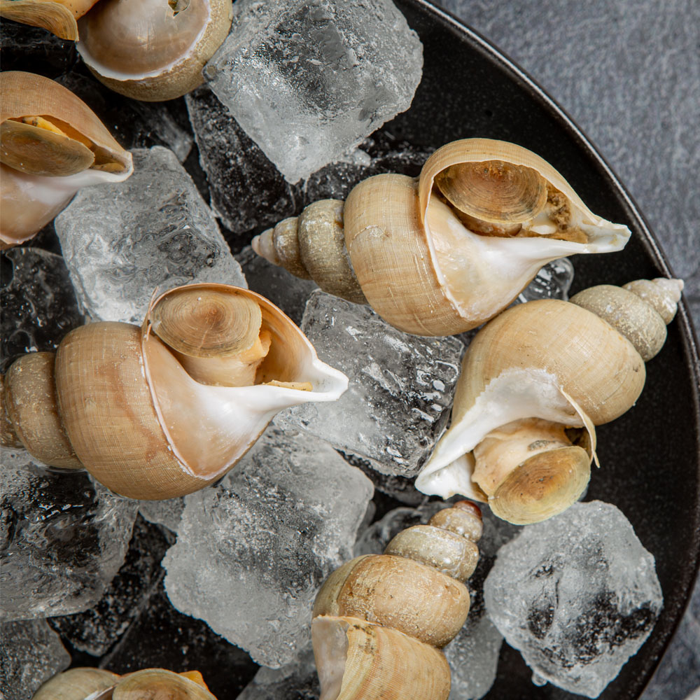 포항 동해안 자연산 활 백고동 백골뱅이 1kg 3종 대표이미지 섬네일