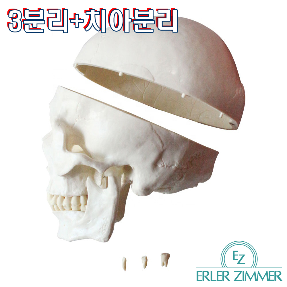 ERLER ZIMMER 인체모형 기본형 SKULL 3분리 두개골 실제사이즈