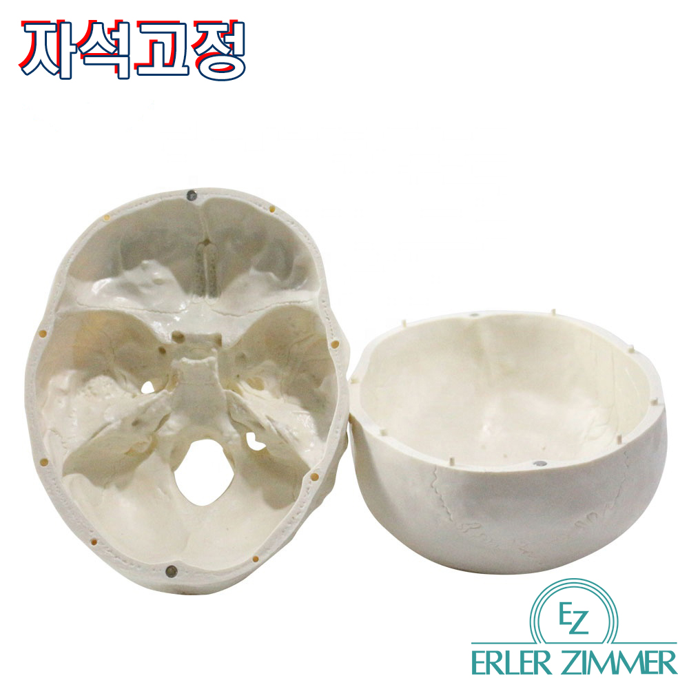 ERLER ZIMMER 인체모형 기본형 SKULL 3분리 두개골 실제사이즈
