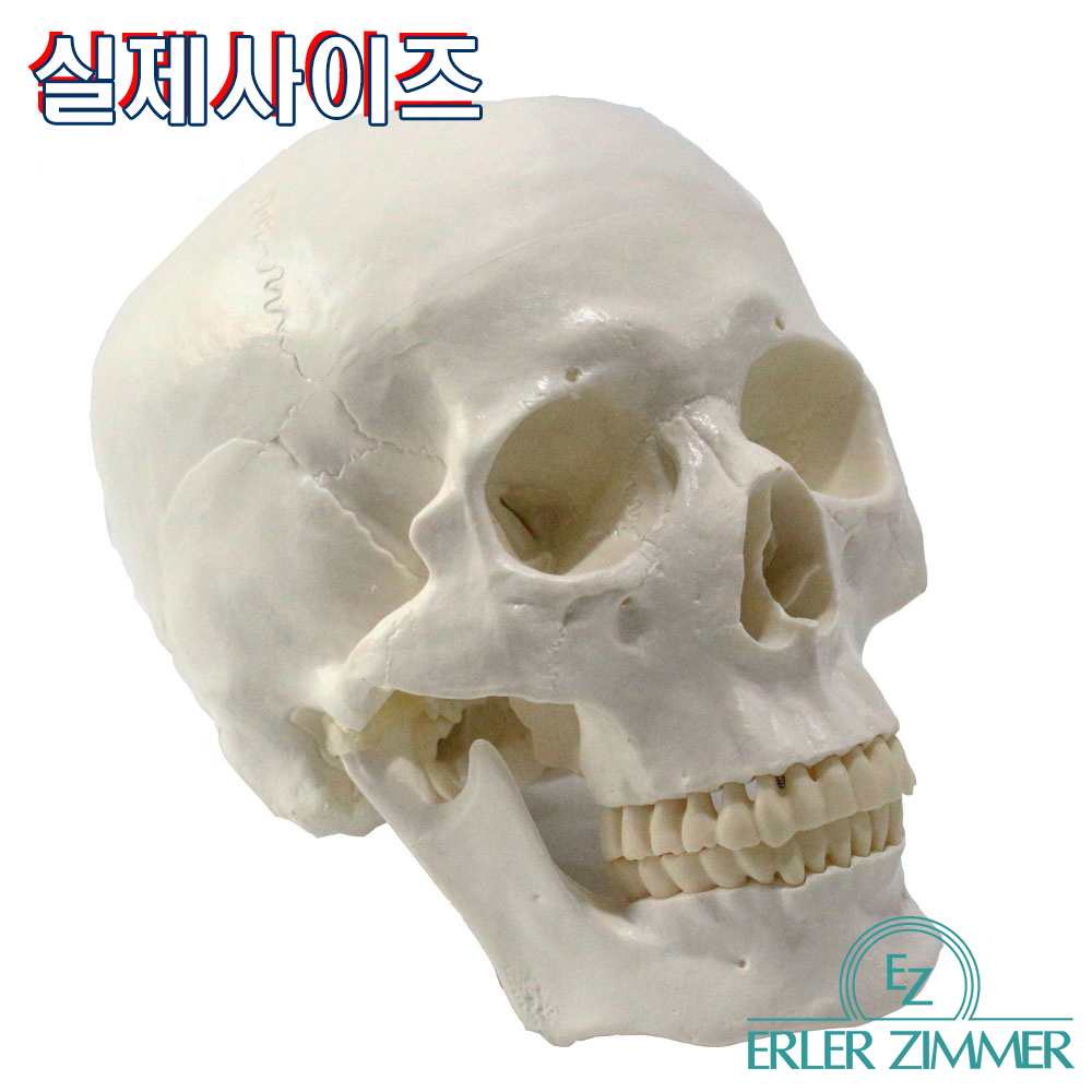 ERLER ZIMMER 인체모형 기본형 SKULL 3분리 두개골 실제사이즈