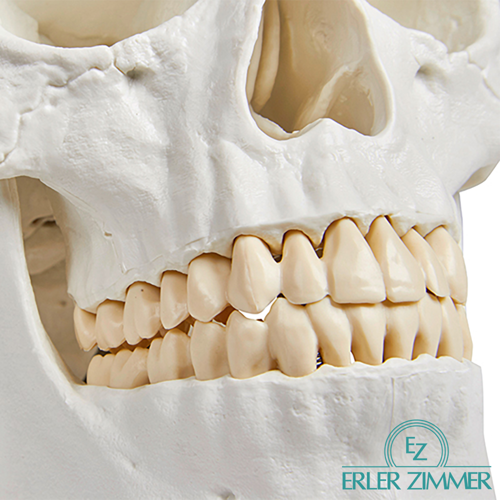 ERLER ZIMMER 인체모형 기본형 SKULL 3분리 두개골 실제사이즈