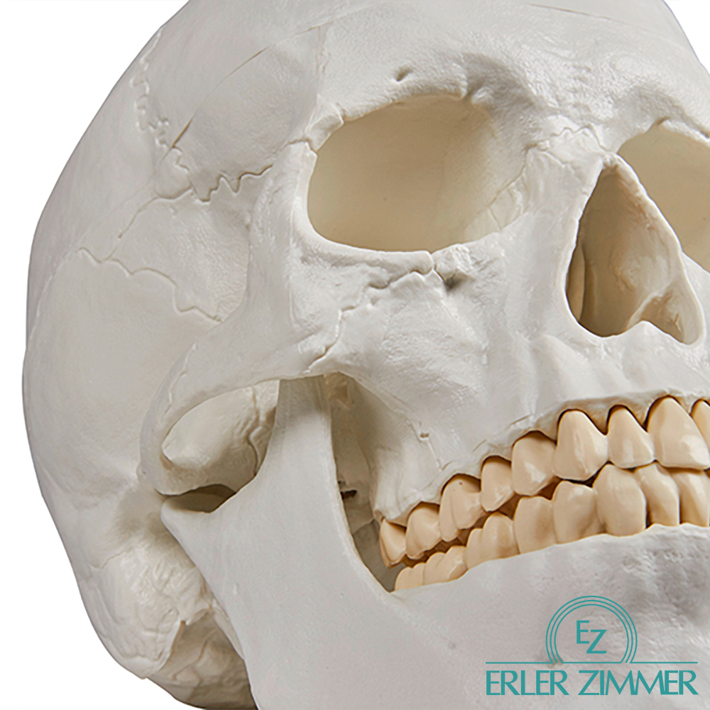 ERLER ZIMMER 인체모형 기본형 SKULL 3분리 두개골 실제사이즈