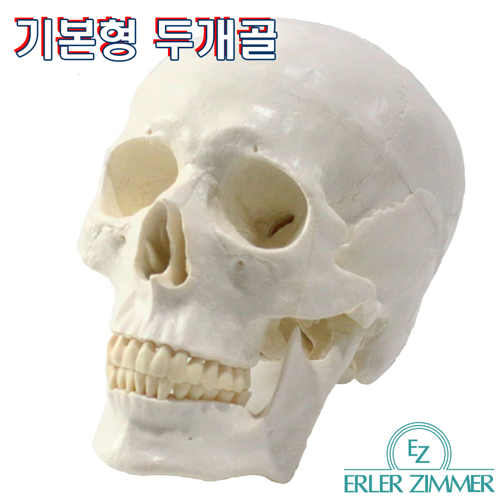 ERLER ZIMMER 인체모형 기본형 SKULL 3분리 두개골 실제사이즈 대표이미지 섬네일