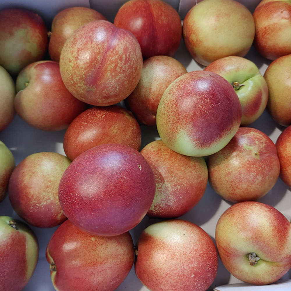 고당도 산지직송 신비복숭아 골드과 2kg 최고인기품종 복숭아