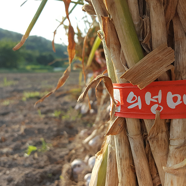 [빅토리팜] 동결건조 다진마늘[큐브형/분말형]