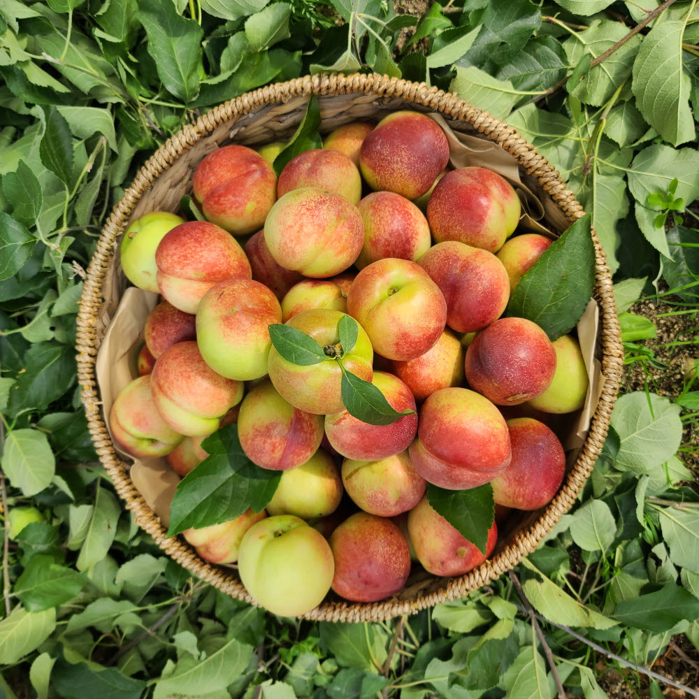 신비복숭아 천도복숭아 1kg-5kg