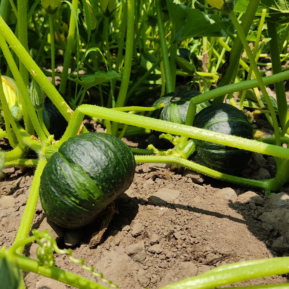 미각기행 제주 미니밤호박 소과 1kg/2kg/4kg 
