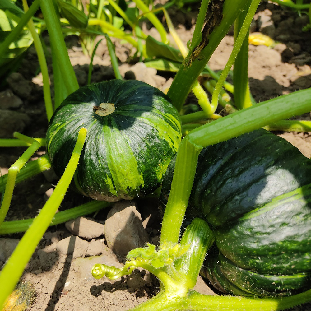 미각기행 제주 미니밤호박 소과 1kg/2kg/4kg 