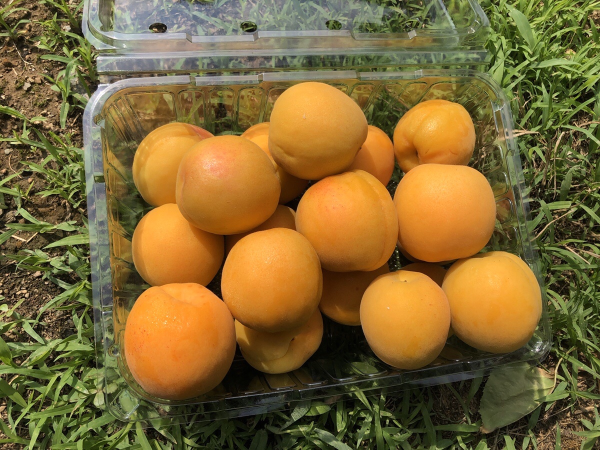 영천산 햇 만금살구 2kg