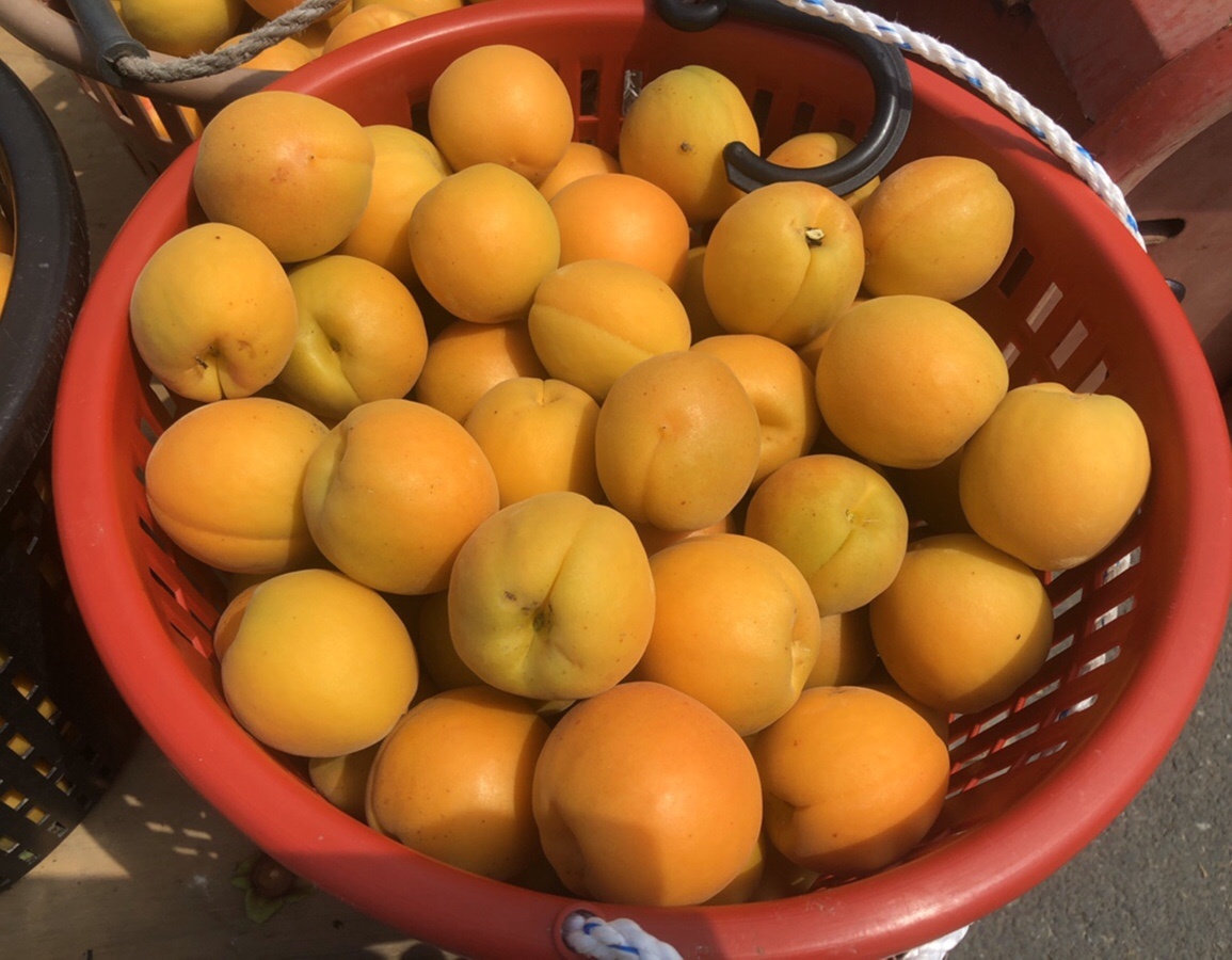 영천산 햇 만금살구 2kg 대표이미지 섬네일