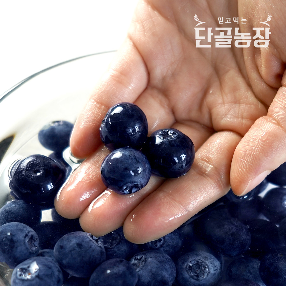 2023년 고창 블루베리 생과 로얄특상 1~5kg